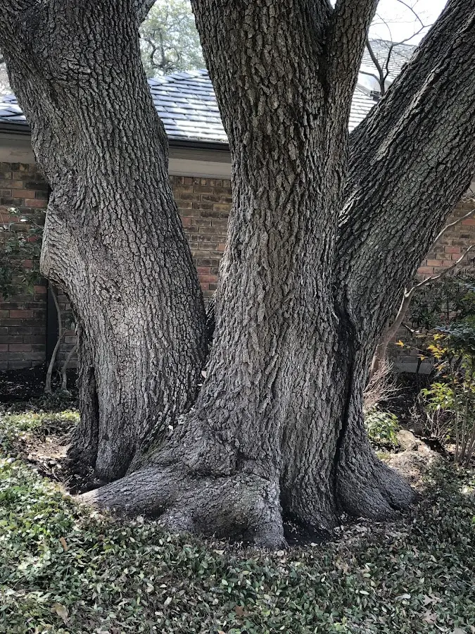Mature heritage tree close to a Continental Divide property cared for by certified arborists