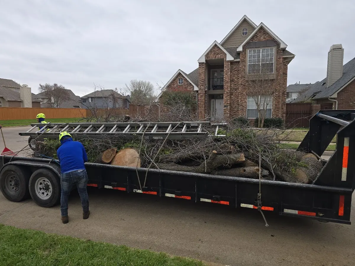 Expert Tree Pest Control with proper safety equipment in Continental Divide